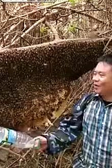 Idiot Provokes Hornets For Fun.'