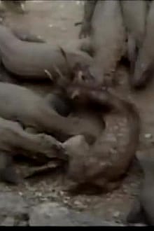 Komodo Dragons Eating A Live Javan Rusa Deer'